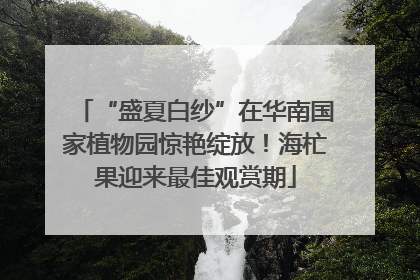 “盛夏白纱”在华南国家植物园惊艳绽放！海杧果迎来最佳观赏期