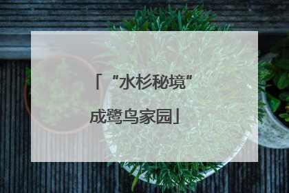 “水杉秘境”成鹭鸟家园