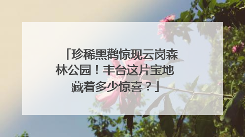 珍稀黑鹳惊现云岗森林公园！丰台这片宝地藏着多少惊喜？