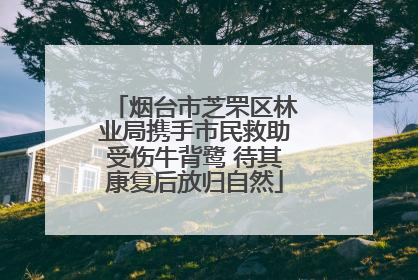 烟台市芝罘区林业局携手市民救助受伤牛背鹭 待其康复后放归自然