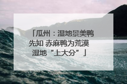 瓜州：湿地景美鸭先知 赤麻鸭为荒漠湿地“上大分”