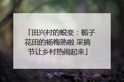 田兴村的蜕变：栀子花田的杨梅熟啦 采摘节让乡村热闹起来