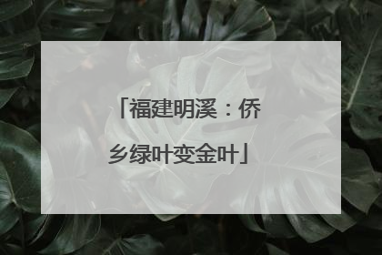 福建明溪：侨乡绿叶变金叶