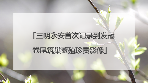 三明永安首次记录到发冠卷尾筑巢繁殖珍贵影像