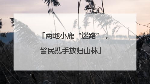 两地小鹿“迷路”，警民携手放归山林