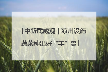 中新武威观｜凉州设施蔬菜种出好“丰”景