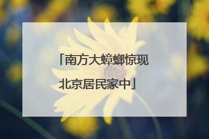 南方大蟑螂惊现北京居民家中