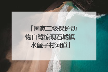 国家二级保护动物白鹭惊现石城镇水堡子村河道