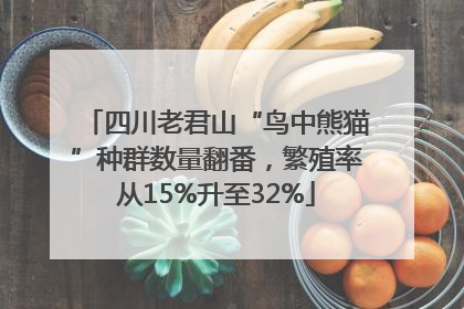 四川老君山“鸟中熊猫”种群数量翻番，繁殖率从15%升至32%
