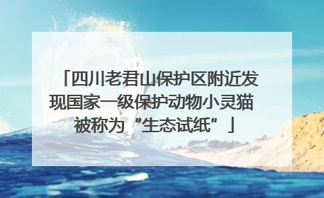 四川老君山保护区附近发现国家一级保护动物小灵猫 被称为“生态试纸”