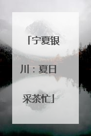 宁夏银川：夏日采茶忙