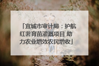 宜城市审计局：护航红薯育苗灌溉项目 助力农业增效农民增收