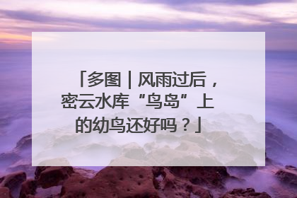 多图｜风雨过后，密云水库“鸟岛”上的幼鸟还好吗？