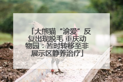 大熊猫“渝爱”反复出现脱毛 重庆动物园：暂时转移至非展示区静养治疗