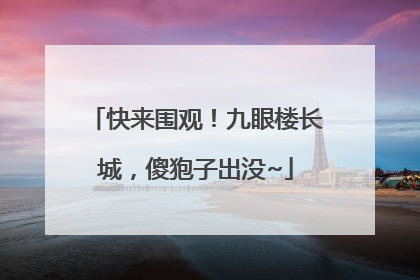 快来围观！九眼楼长城，傻狍子出没~