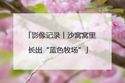 影像记录丨沙窝窝里长出“蓝色牧场”