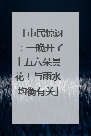 市民惊讶：一晚开了十五六朵昙花！与雨水均衡有关
