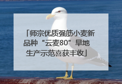 师宗优质强筋小麦新品种“云麦80”旱地生产示范喜获丰收