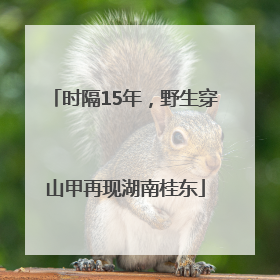 时隔15年，野生穿山甲再现湖南桂东