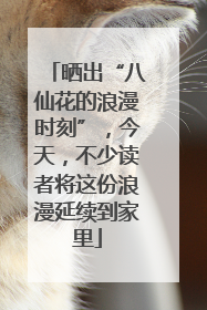 晒出“八仙花的浪漫时刻”，今天，不少读者将这份浪漫延续到家里