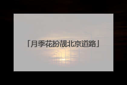 月季花扮靓北京道路