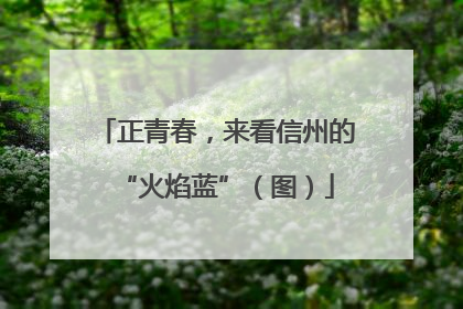 正青春，来看信州的“火焰蓝”（图）