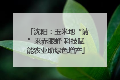 沈阳：玉米地“请”来赤眼蜂 科技赋能农业助绿色增产