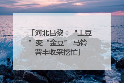 河北昌黎：“土豆”变“金豆” 马铃薯丰收采挖忙