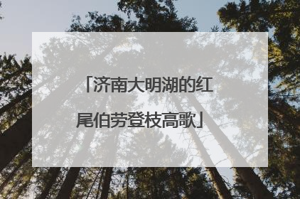 济南大明湖的红尾伯劳登枝高歌