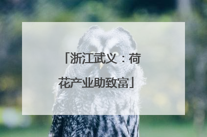 浙江武义：荷花产业助致富