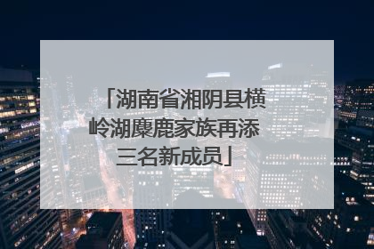 湖南省湘阴县横岭湖麋鹿家族再添三名新成员