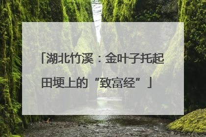 湖北竹溪：金叶子托起田埂上的“致富经”
