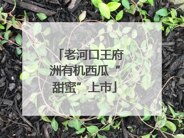 老河口王府洲有机西瓜“甜蜜”上市