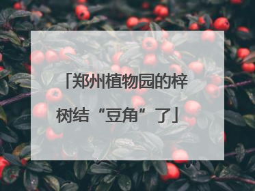 郑州植物园的梓树结“豆角”了
