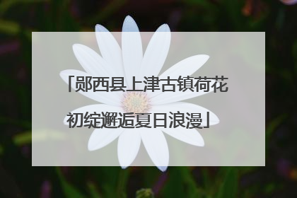 郧西县上津古镇荷花初绽邂逅夏日浪漫