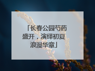 长春公园芍药盛开，演绎初夏浪漫华章