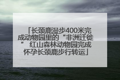 长颈鹿漫步400米完成动物园里的“非洲迁徙” 红山森林动物园完成怀孕长颈鹿步行转运