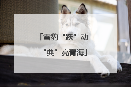雪豹“跃”动 “典”亮青海