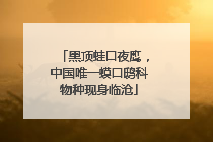 黑顶蛙口夜鹰，中国唯一蟆口鸱科物种现身临沧